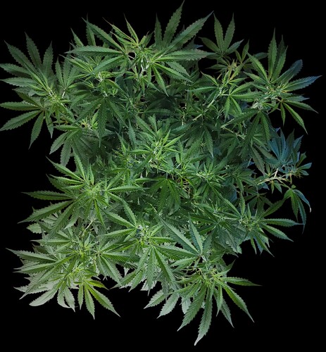 Growreport Bild 4