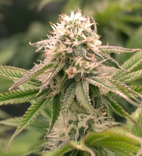 Growreport Bild 2