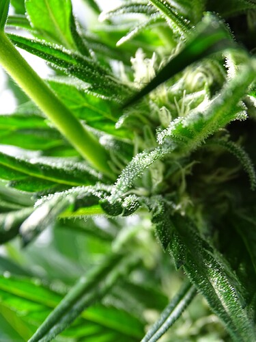 Growreport Bild 11