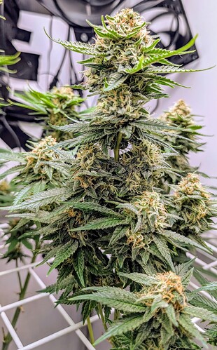 Growreport Bild 35
