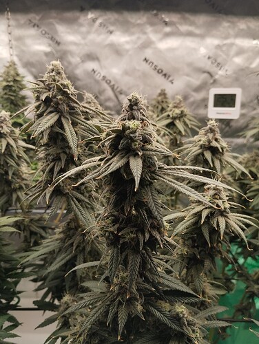 Growreport Bild 12