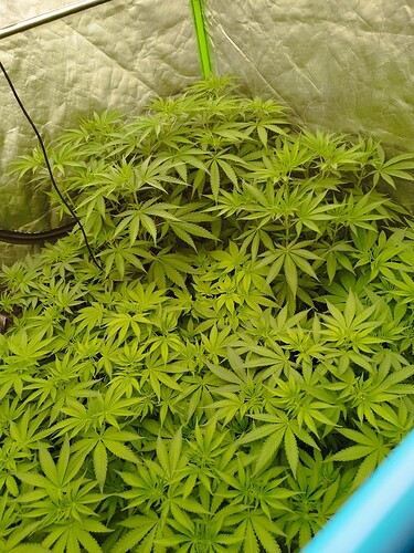 Eine dicht gewachsene Cannabispflanze in einem Zelt, die sich im Wachstumsstadium befindet.