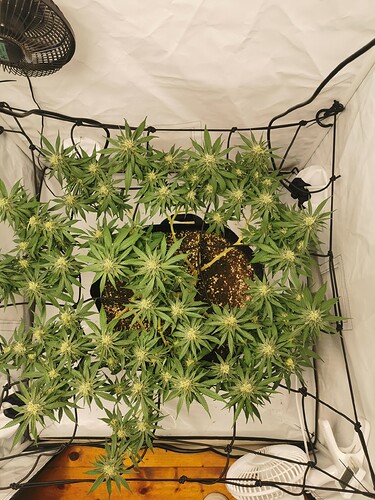 Growreport Bild 14