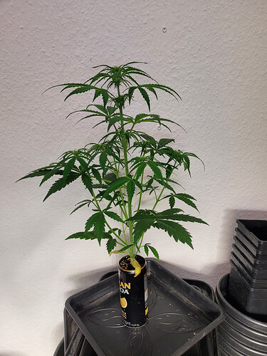 Growreport Bild 8