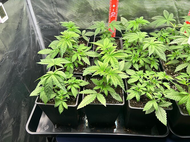 Growreport Bild 5