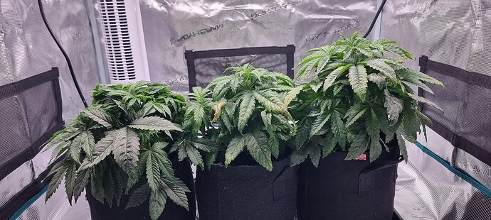 Growreport Bild 6