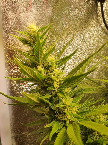 Growreport Bild 5