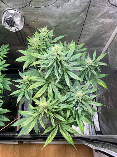 Growreport Bild 5