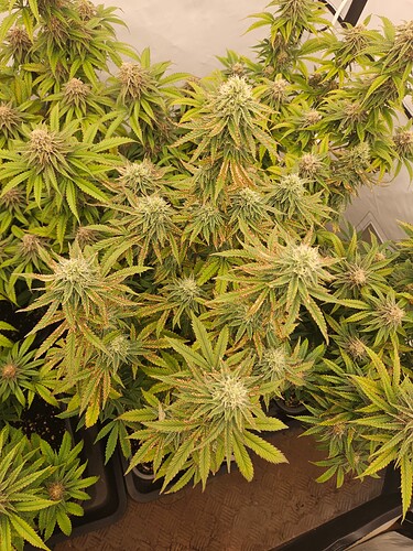 Growreport Bild 11