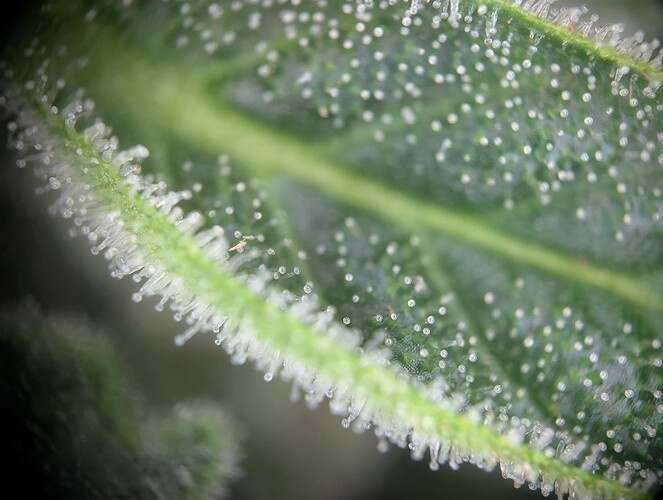 Growreport Bild 6