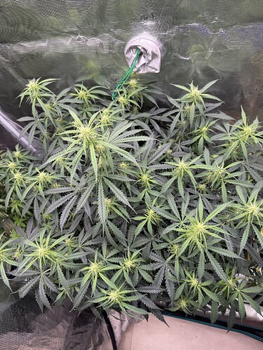 Growreport Bild 5