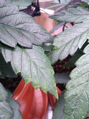 IMG_20240507_201305272