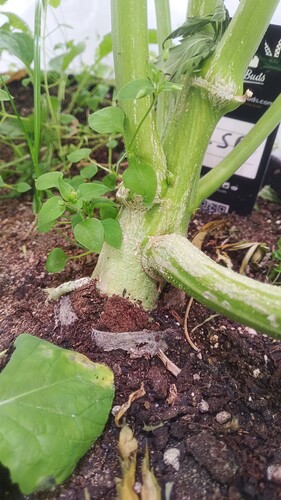 Growreport Bild 11