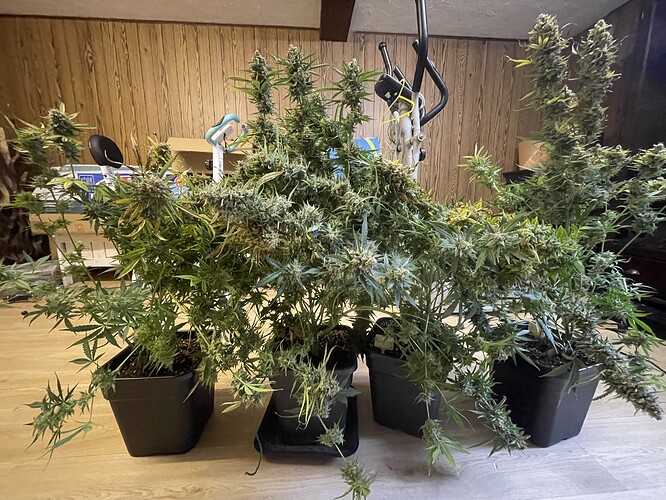 Growreport Bild 1