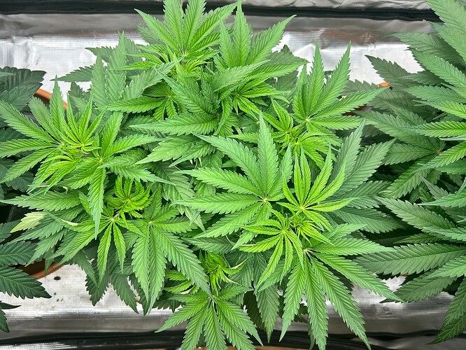 Growreport Bild 28