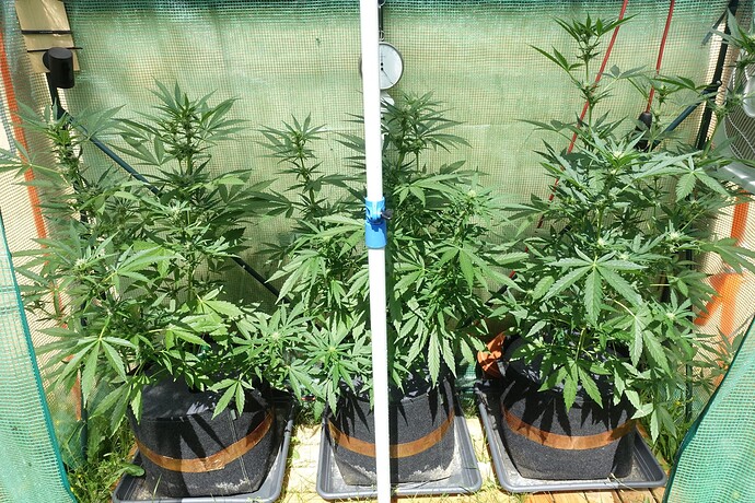 Growreport Bild 3