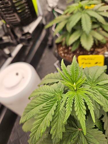 Growreport Bild 28