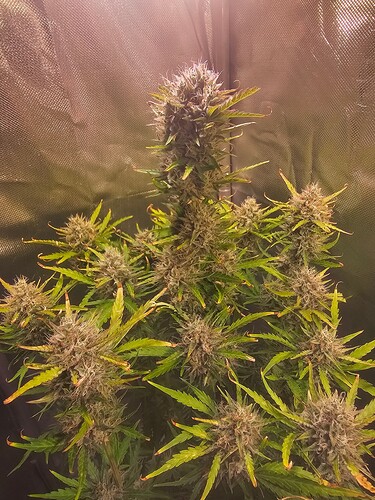 Growreport Bild 28
