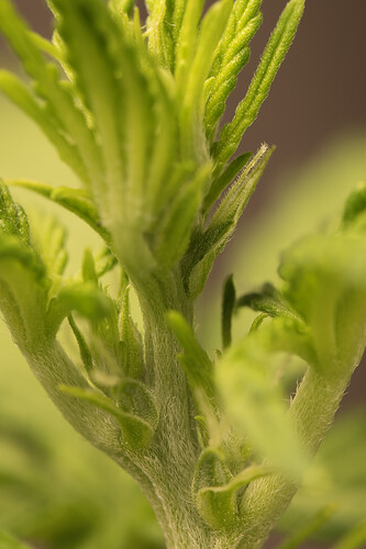 Growreport Bild 5