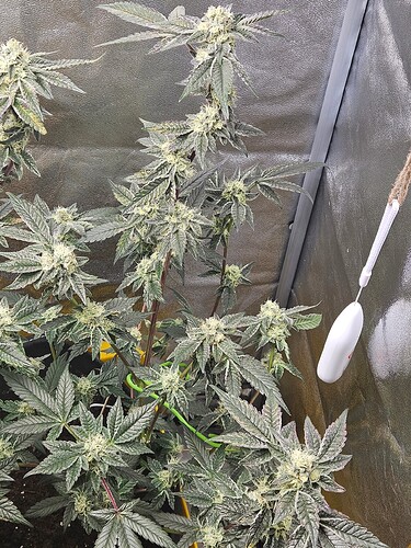 Growreport Bild 4