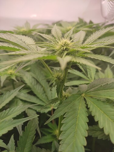 Growreport Bild 9
