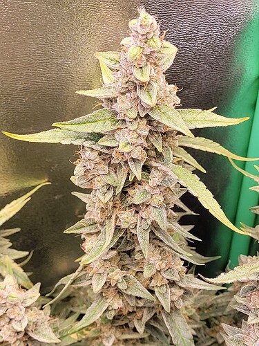 Growreport Bild 5