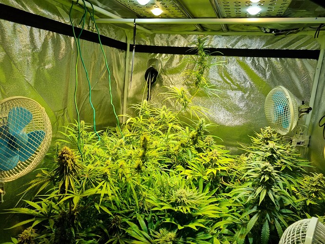 Mehrere Cannabis-Pflanzen in einer Growbox, die sich im Wuchs befinden. Zwei Ventilatoren sind sichtbar, ebenso wie Beleuchtung und reflektierende Wände.