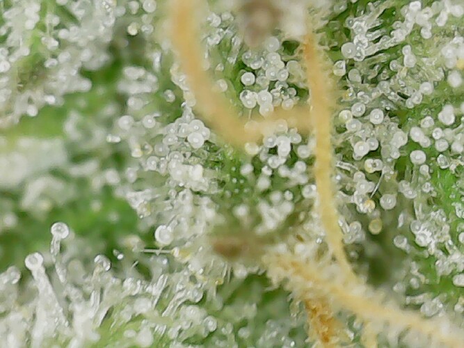 Growreport Bild 8