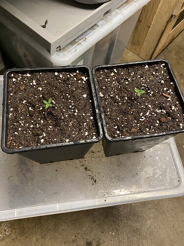 Growreport Bild 53