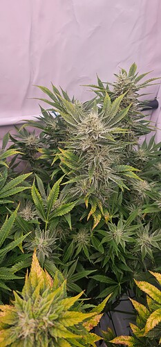 Growreport Bild 5