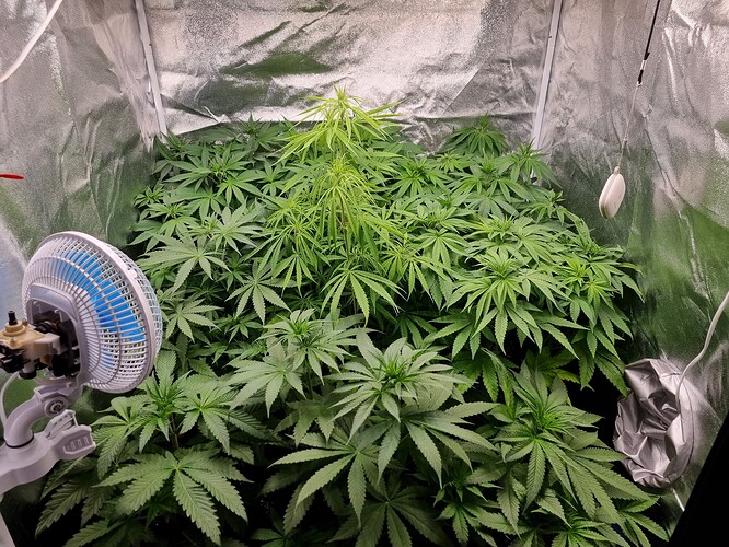 Mehrere Cannabis-Pflanzen in der Wachstumsphase in einem Growzelt, mit einem Ventilator und einer Lampe sichtbar.