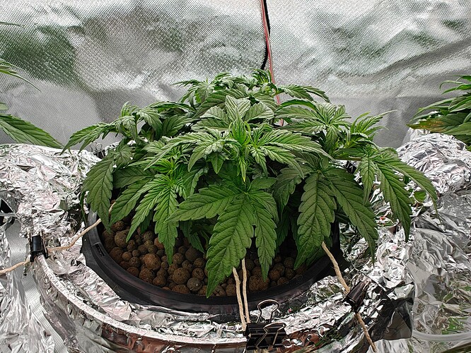 Growreport Bild 33