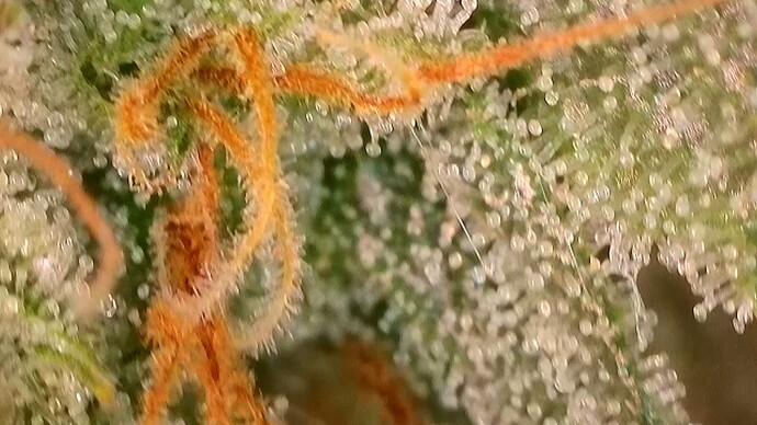 Growreport Bild 44