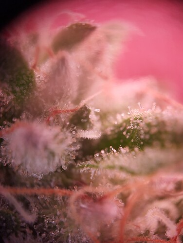 Growreport Bild 27