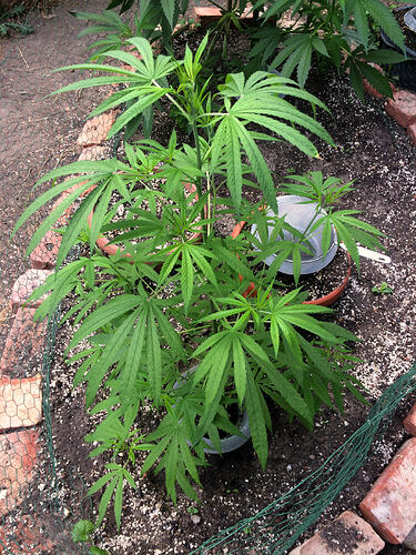 Grow26071914