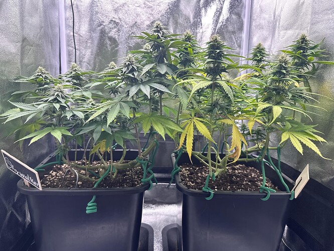 Growreport Bild 37