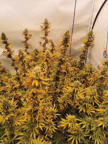 Growreport Bild 1