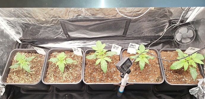 Growreport Bild 1