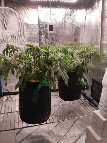 IMG_20241029_173220 - Kopie