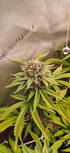 Growreport Bild 10
