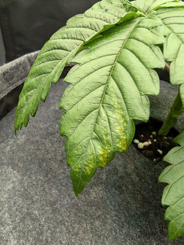 Growreport Bild 3