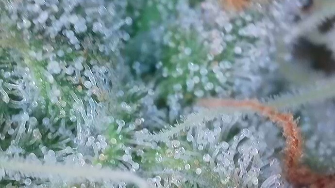 Growreport Bild 45
