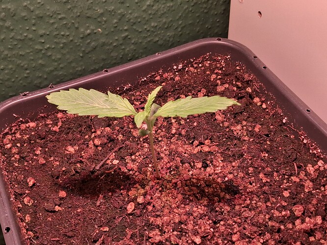 Growreport Bild 5