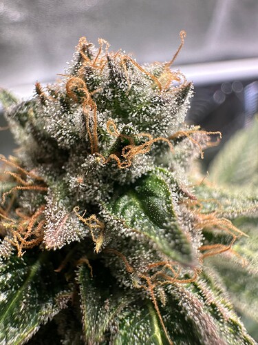Growreport Bild 12