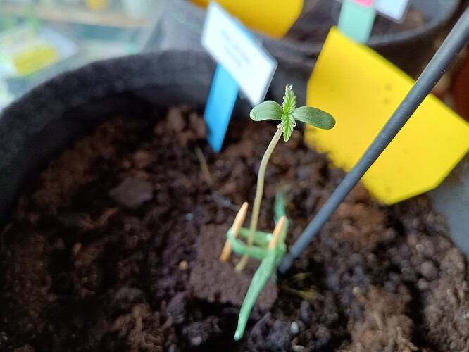 IMG_20240425_112604986_HDR