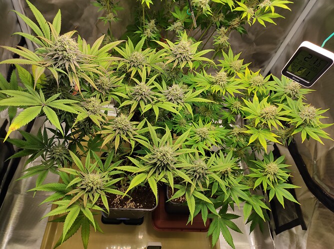 Growreport Bild 3