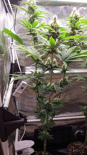 PXL_20240617_140034287.MP