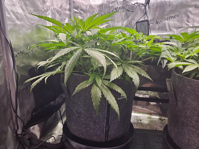 Growreport Bild 9