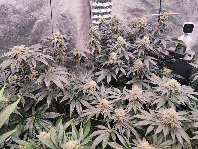 Growreport Bild 20