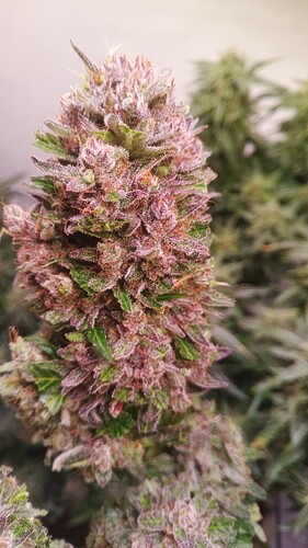 Growreport Bild 25